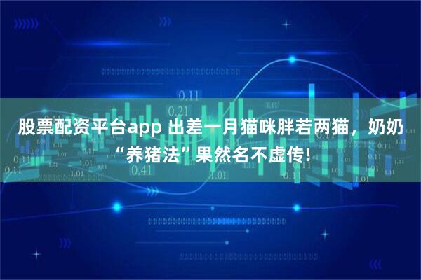 股票配资平台app 出差一月猫咪胖若两猫，奶奶“养猪法”果然名不虚传!